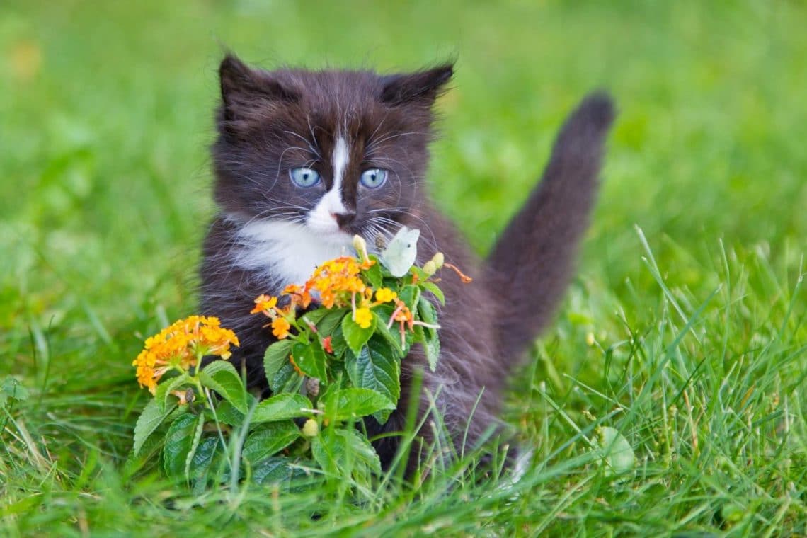Süße Junge Katze im Gras
