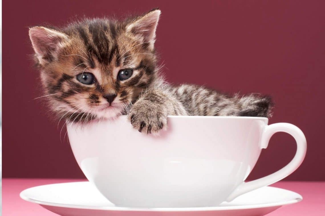 Kitten in einer Kaffeetasse