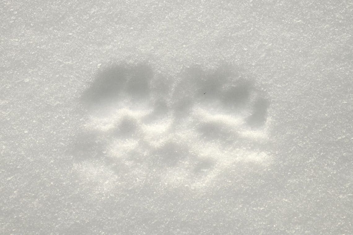 Marderspuren im Schnee