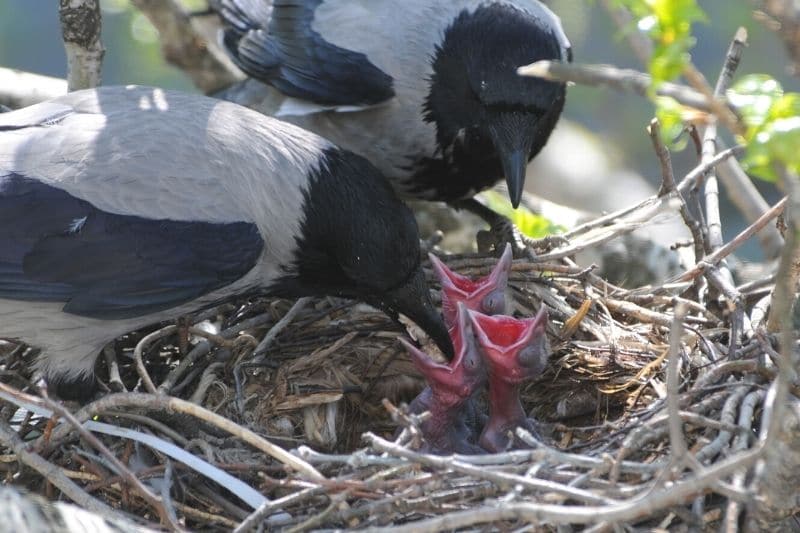 Aaskrähen (Corvus cornix) füttern Jungtiere im Nest