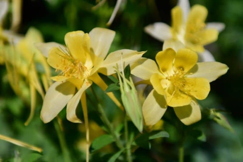 Akelei 'Yellow Queen' (Aquilegia chrysantha)
