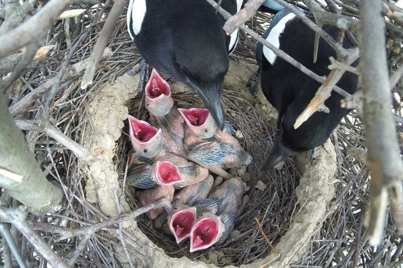 Elstern füttern Jungtiere im Nest