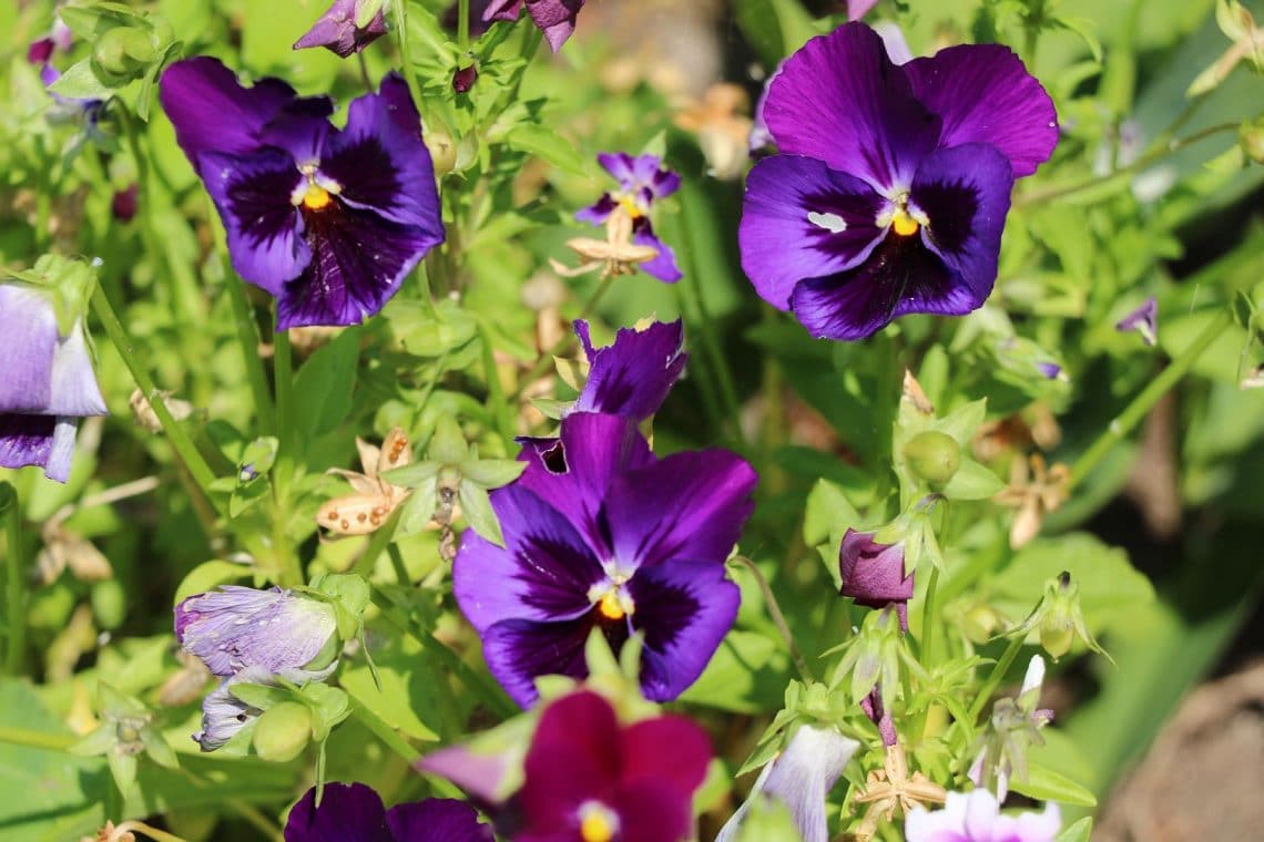 Garten-Stiefmütterchen (Viola wittrockiana)