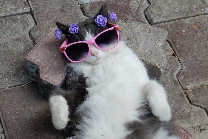 Katze mit Sonnenbrille und Röschen im Haar
