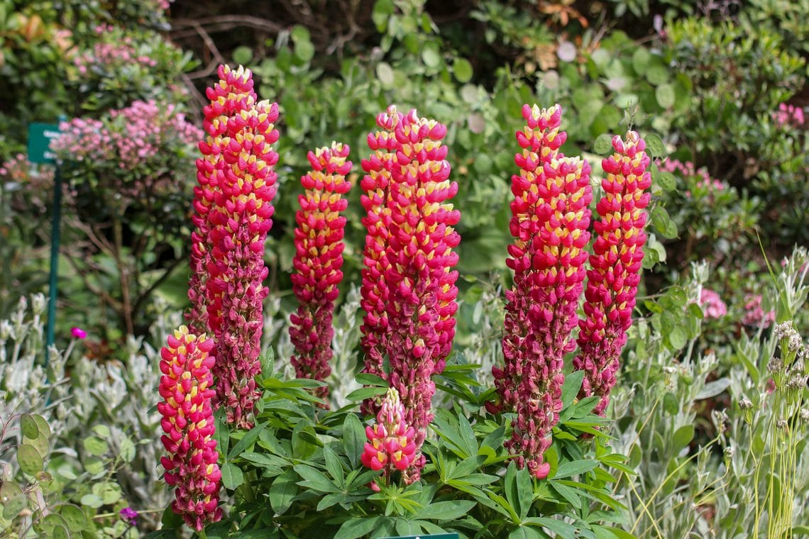 Lupine 'Camelot Red' (R) (Lupinus polyphyllus)