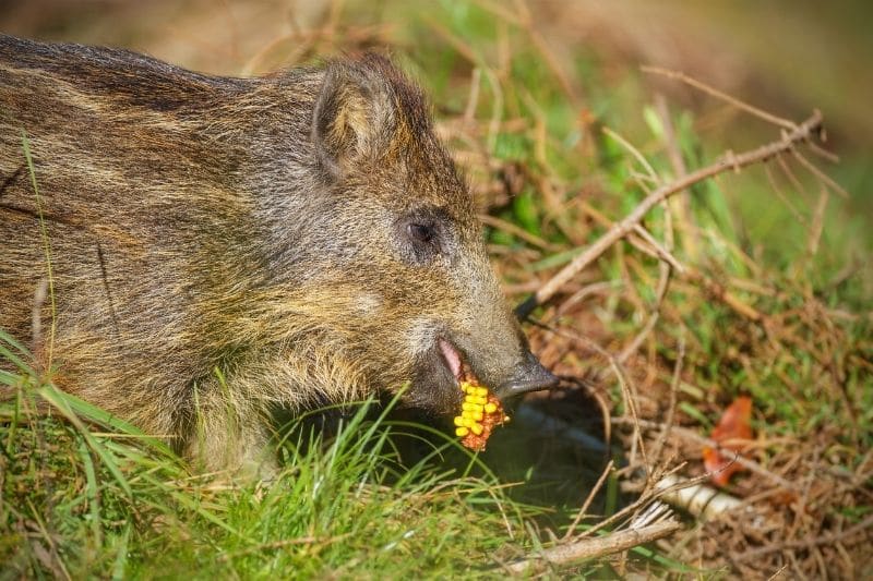 Wildschwein Frischling auf der Suche nach Nahrung und frisst Mais