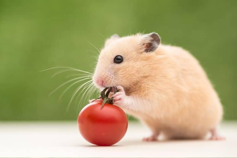 Hamster mit Tomate