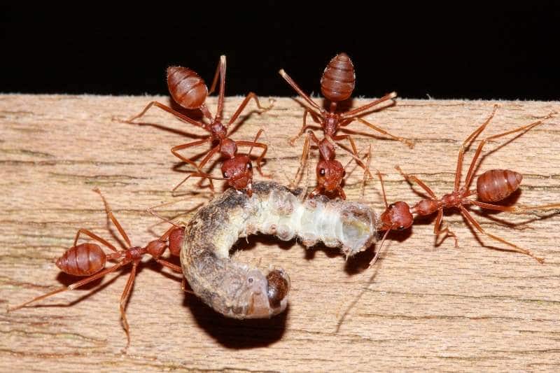 Ameisen die eine Raupe fressen