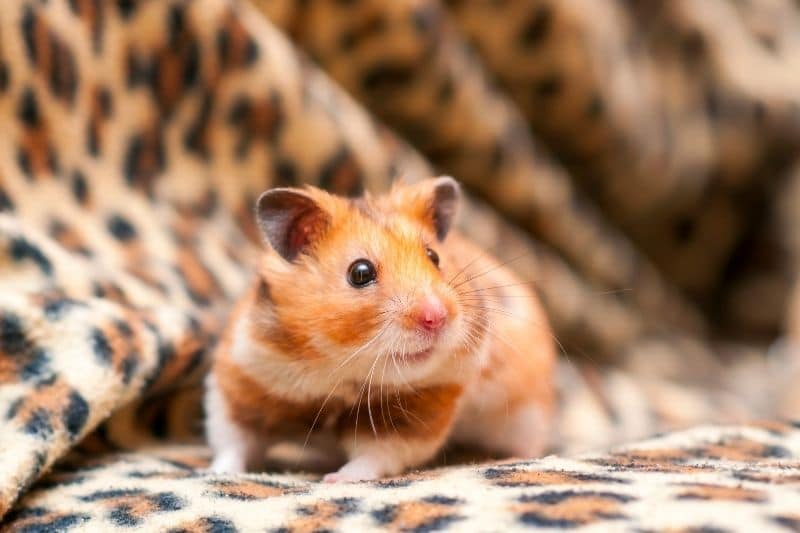 Hamster auf Decke
