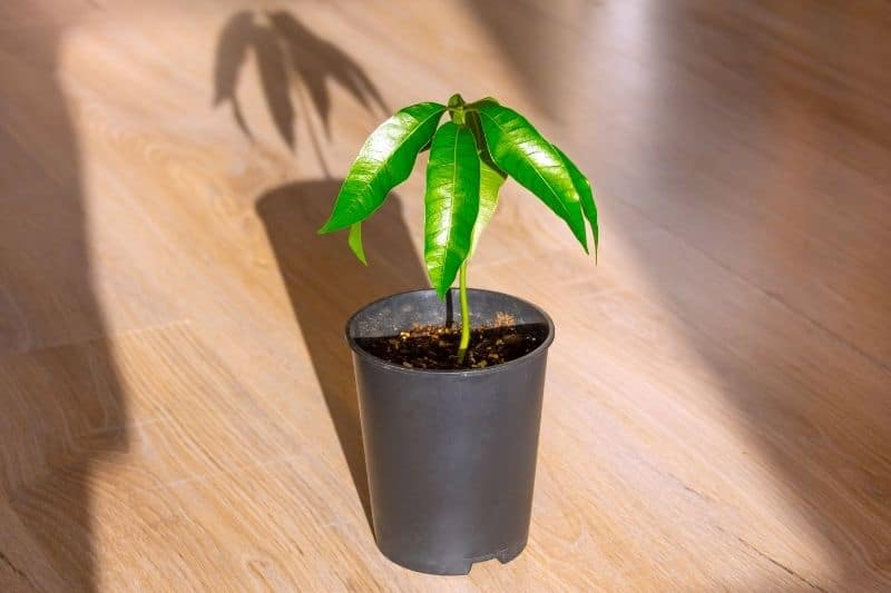 Mango als Zimmerpflanze im Sonnenlicht