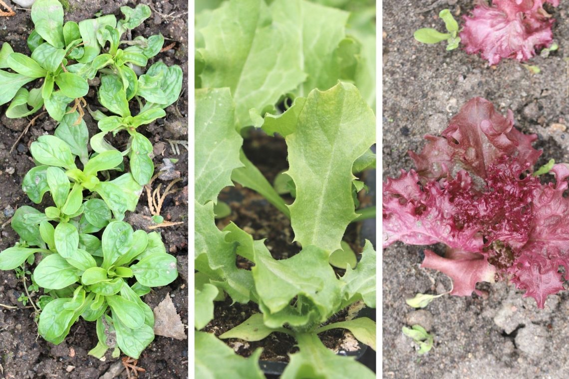 Salatsorten - Feldsalat (Valerianella locusta), Endiviensalat (Cichorium endivia) und Lollo Rosso