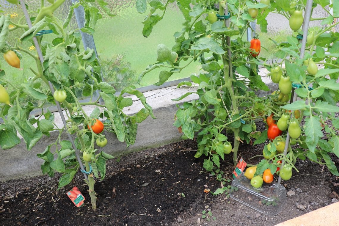 Tomaten mit frisch gegossener feuchter Erde