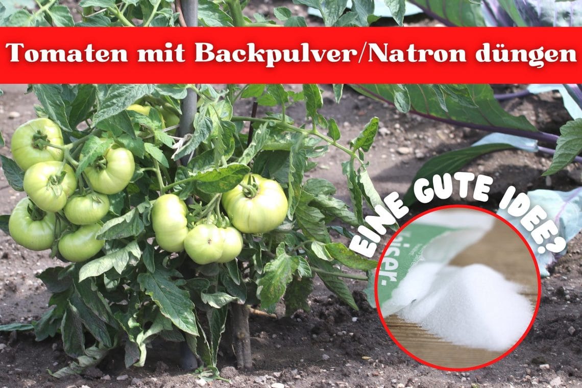 Tomaten mit Backpulver/Natron düngen