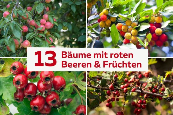 Bäume mit roten Beeren und Früchten Titel