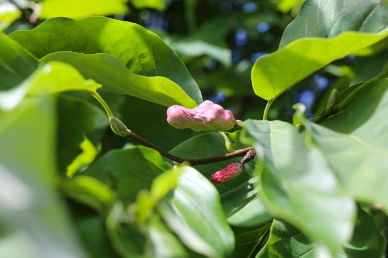 Gurken-Magnolie (Magnolia acuminata)