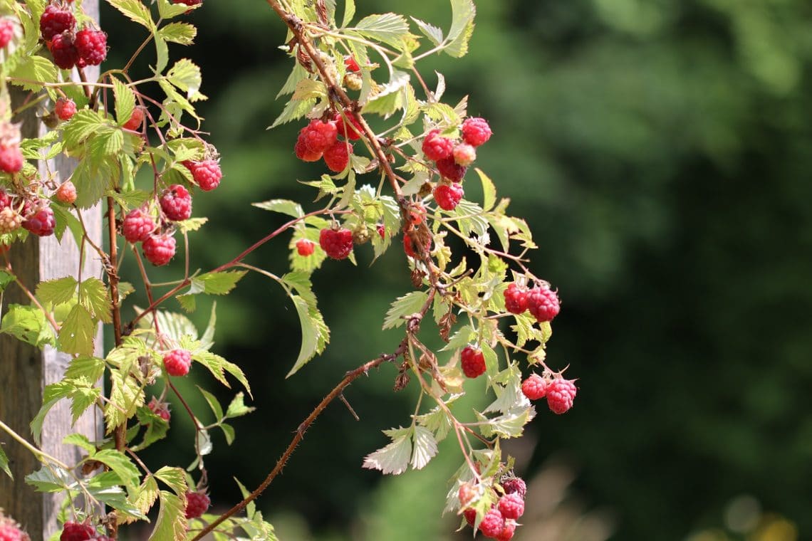Himbeeren (Rubus idaeus)