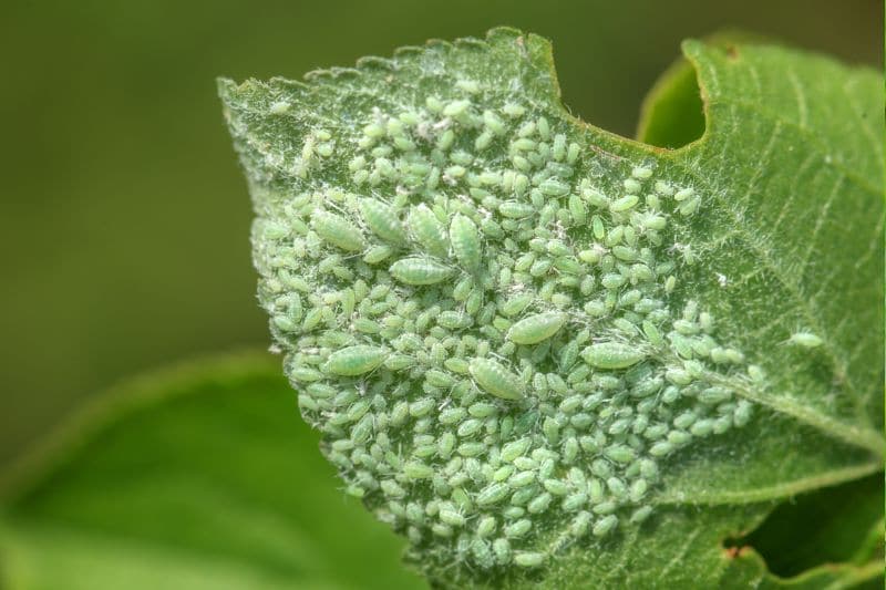 Johannisbeerblasenläuse (Cryptomyzus ribis) an einem Johannisbeerenblatt