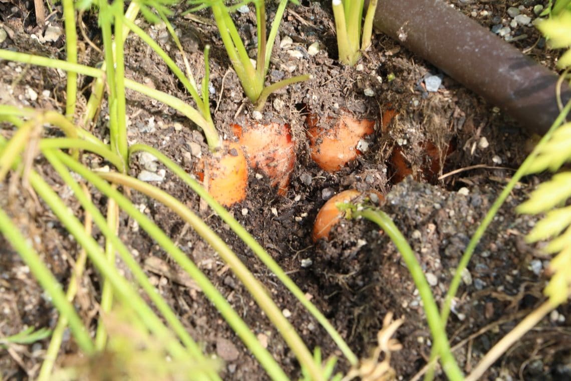 Karotten im Gemüsebeet