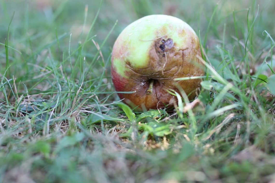 Apfel Fallobst im Garten