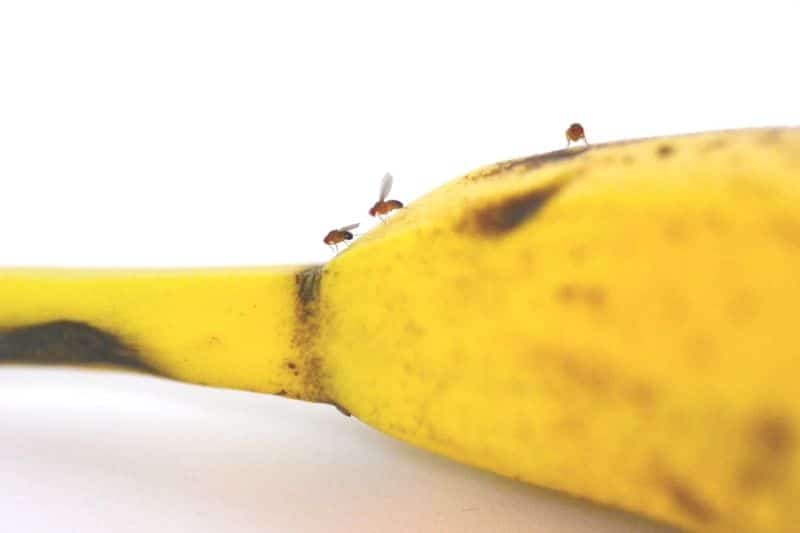 Obstfliegen auf Banane