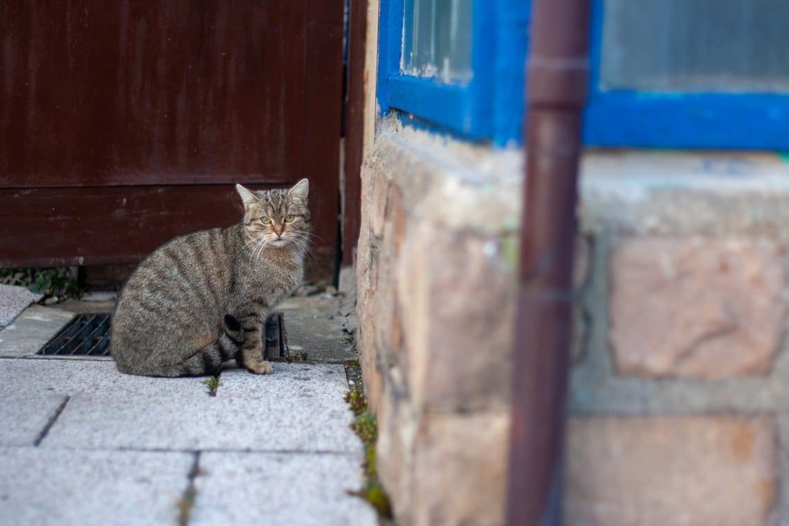 Katze vor einem Haus