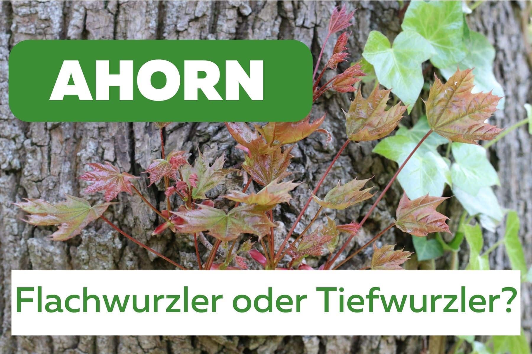 Ist der Ahorn ein Flachwurzler oder Tiefwurzler - Spitz-Ahorn (Acer plantanoides)