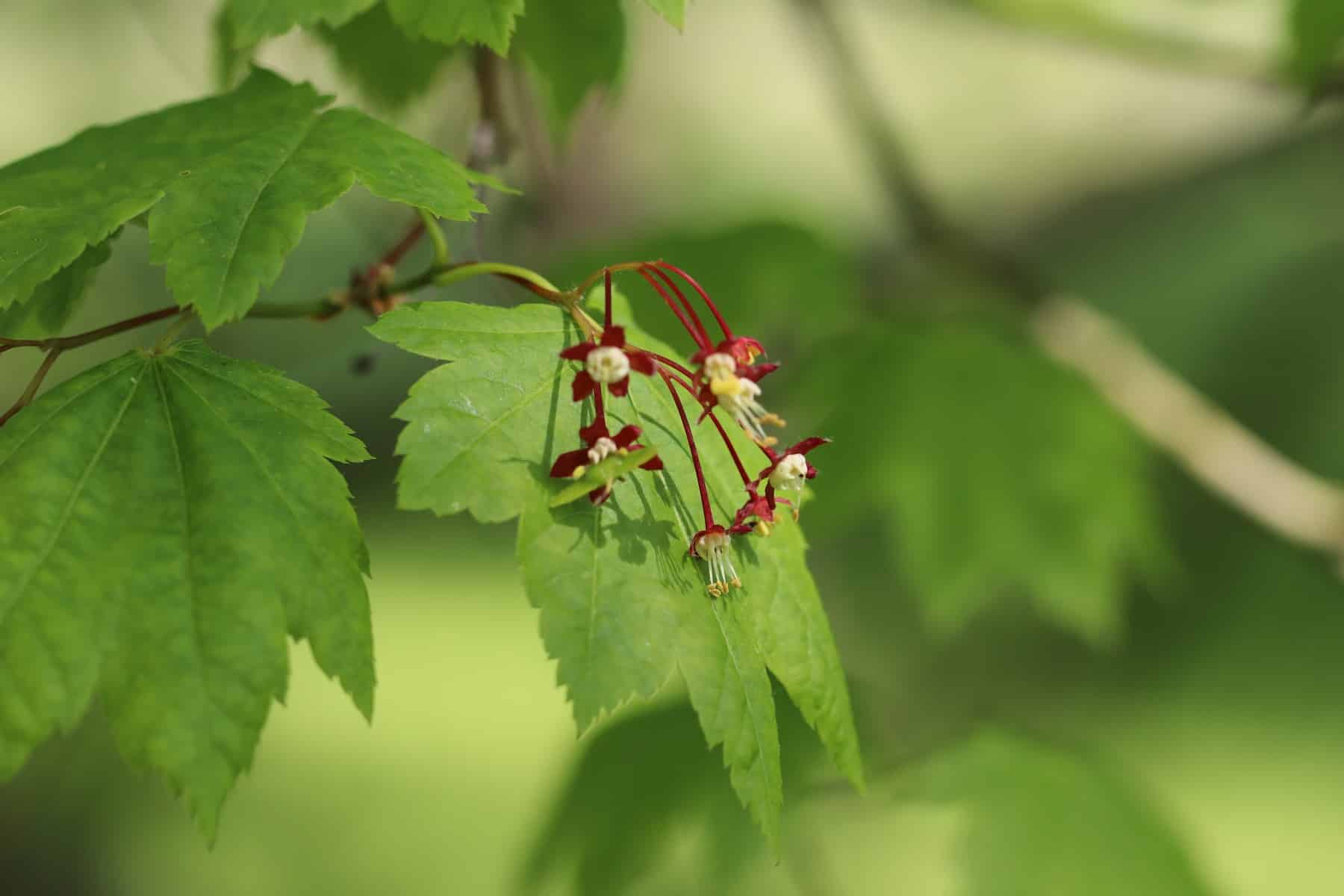 Weinblatt-Ahorn (Acer circinatum)
