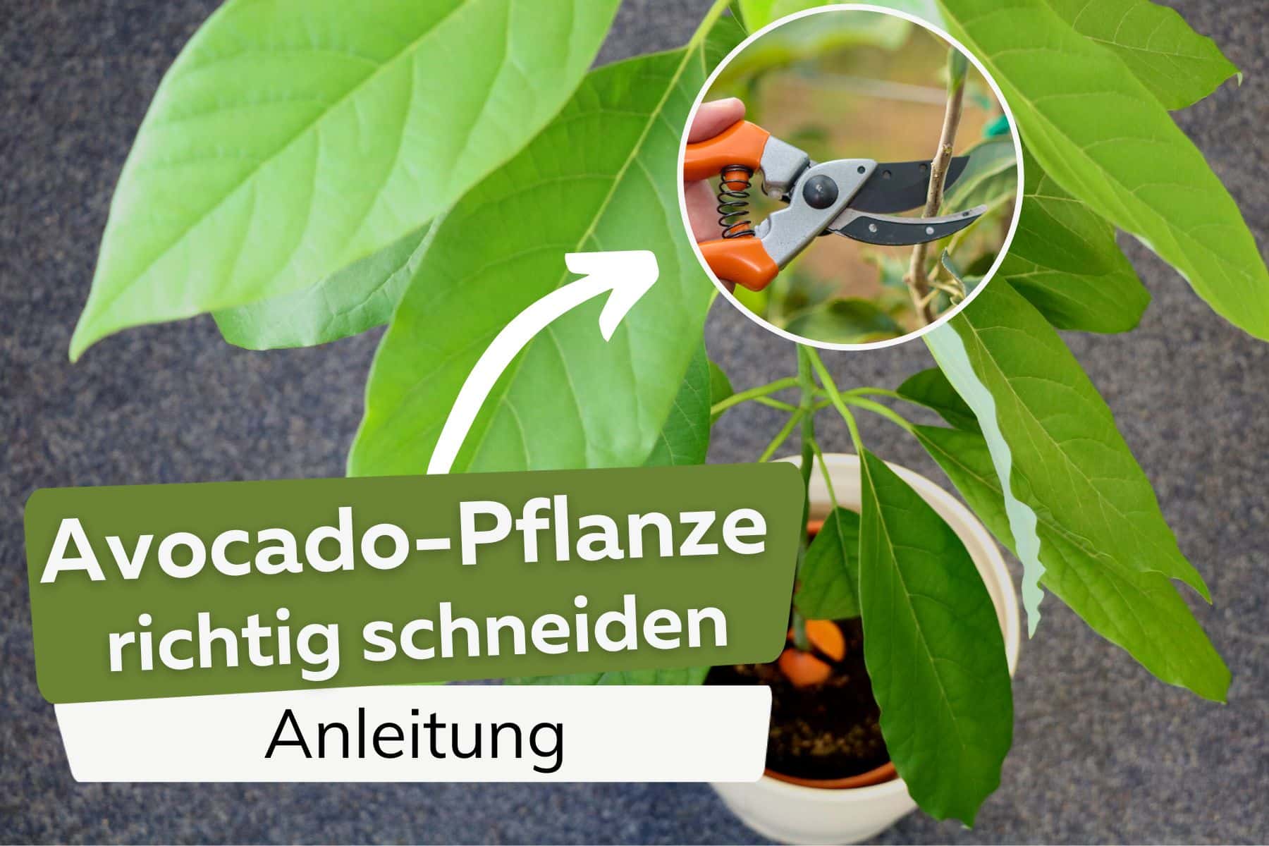 Avocado-Pflanze richtig schneiden Titel