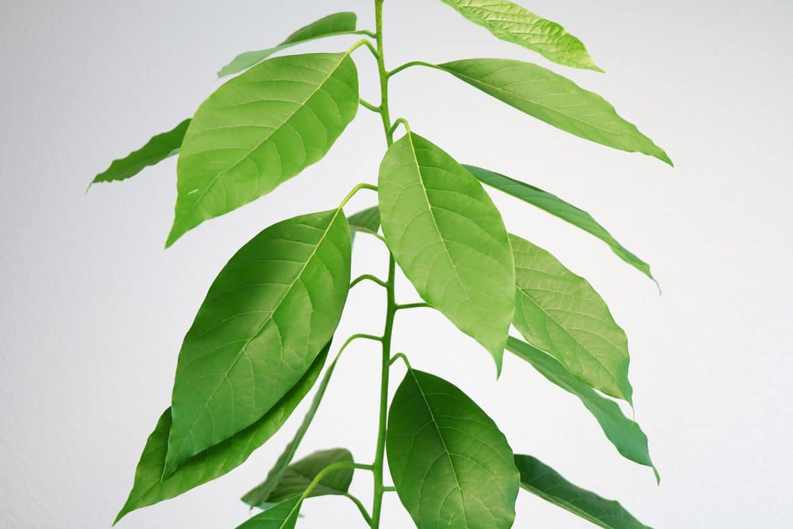 Avocadopflanzen (Persea americana)