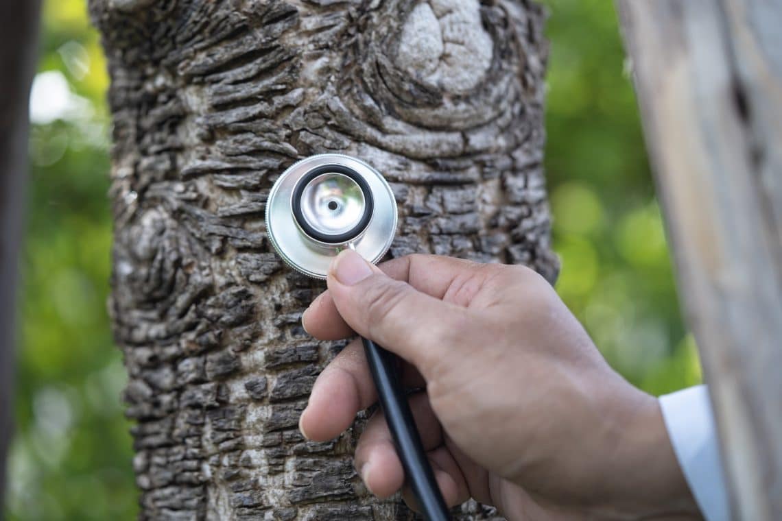 Gesundheit eines Baumes bildlich mit Stethoskop überprüfen