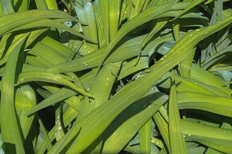 Immergrüne Breitblatt-Segge (Carex plantaginea)