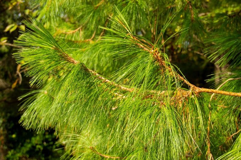Kissenkiefer (Pinus strobus)