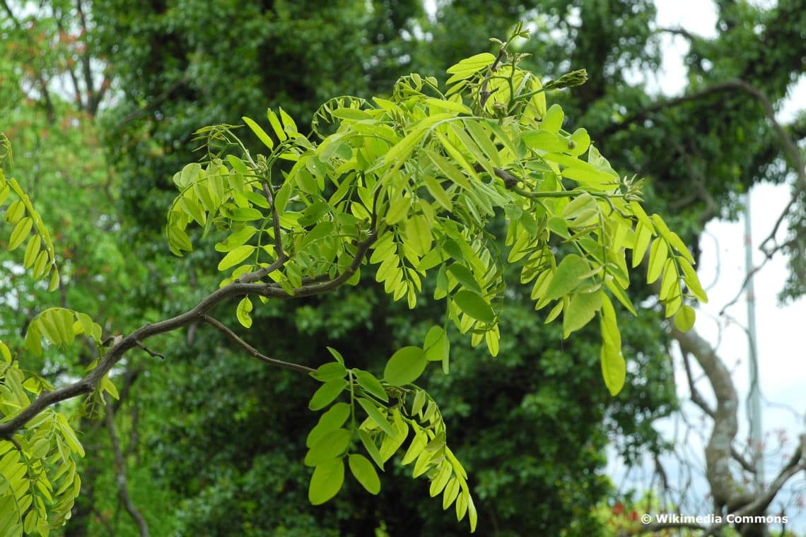 Korkenzieher-Akazie 'Tortuosa' (Robinia pseudoacacia)