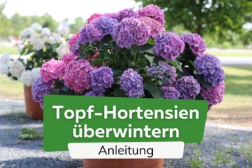 Topf-Hortensien überwintern
