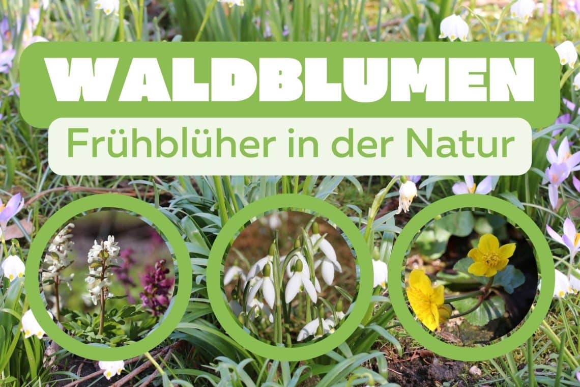 Waldblumen: 25 Frühlingsblumen im Wald - Plantopedia.de