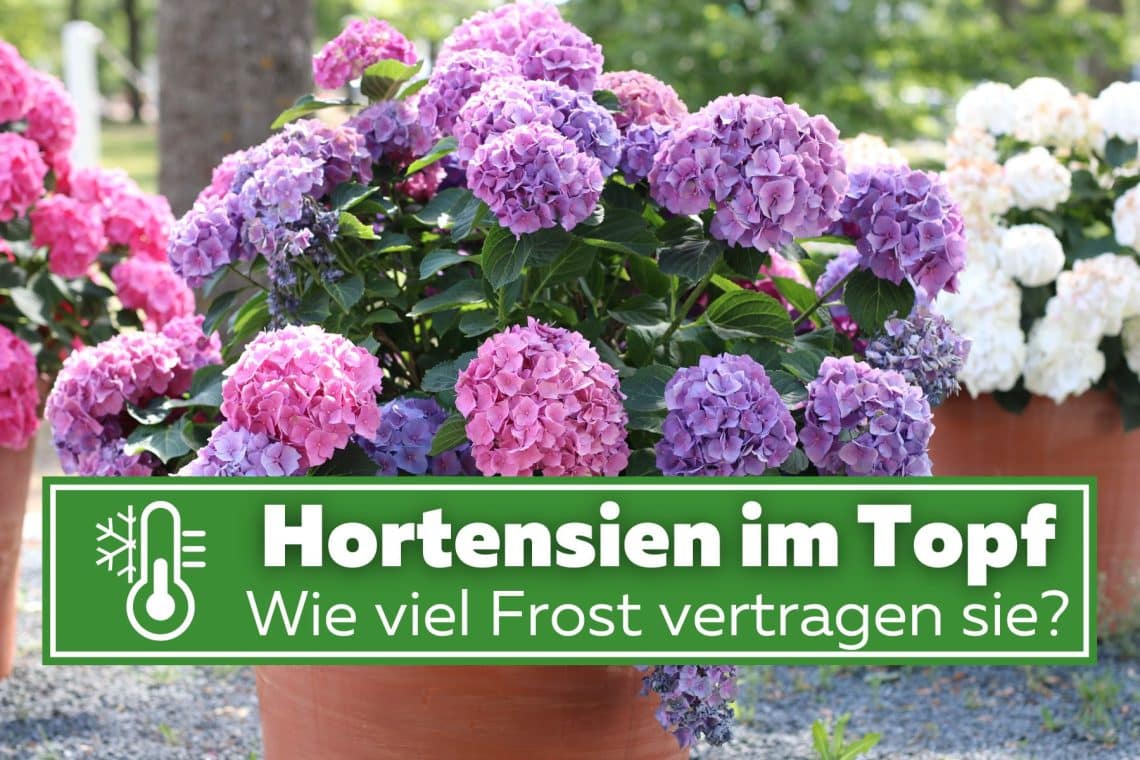 Wie viel Frost vertragen Hortensien im Topf?