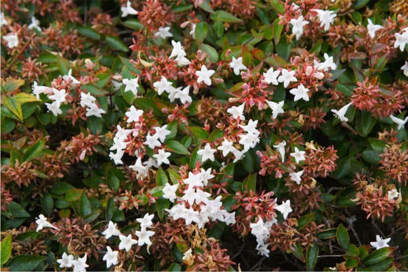 Abelie (Abelia x grandiflora)