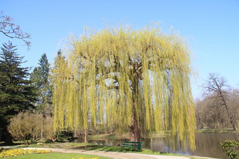 Amerikanische Reif-Weide (Salix irrorata)