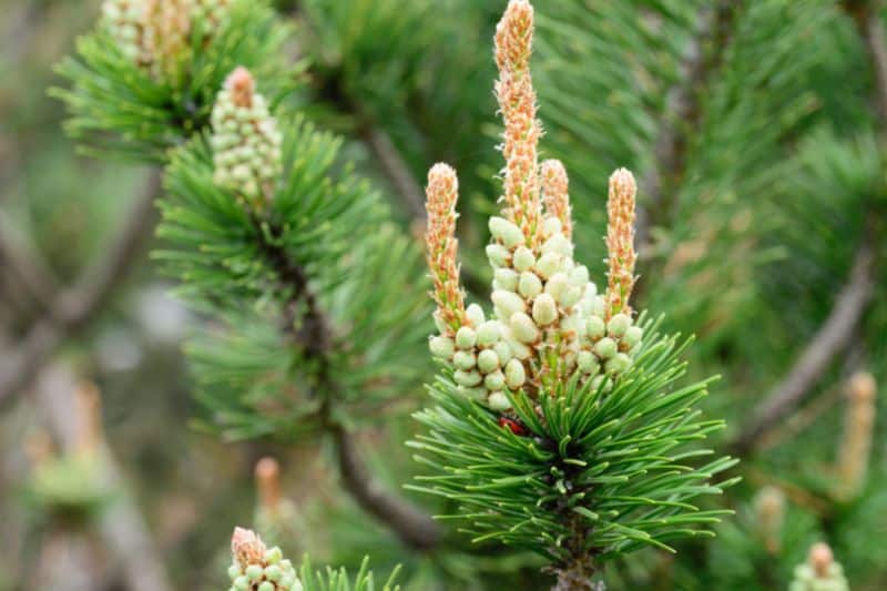 Berg-Föhre (Pinus mugo)