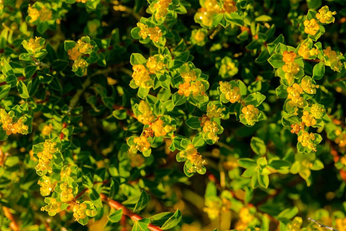 Buchsbaumblättrige Berberitze "Nana" (Berberis buxifolia)