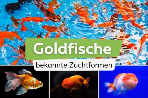 beliebte Arten Goldfische Titel