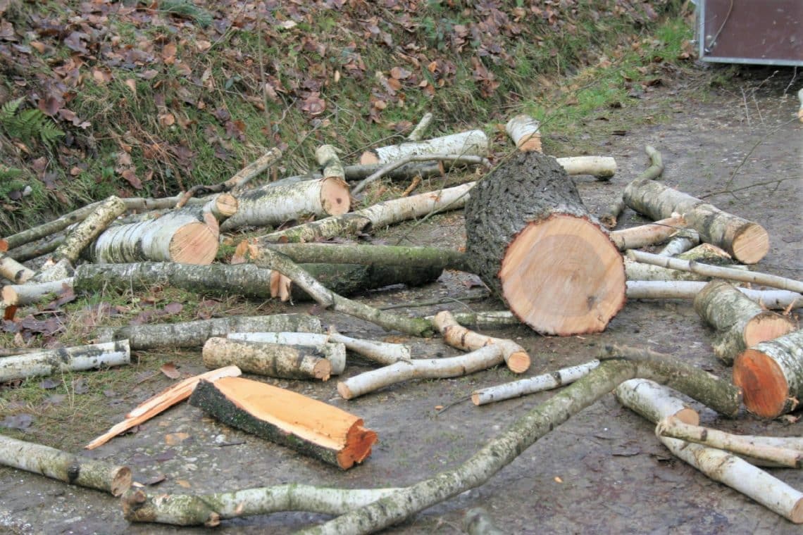 Geschlagenes Holz im Wald
