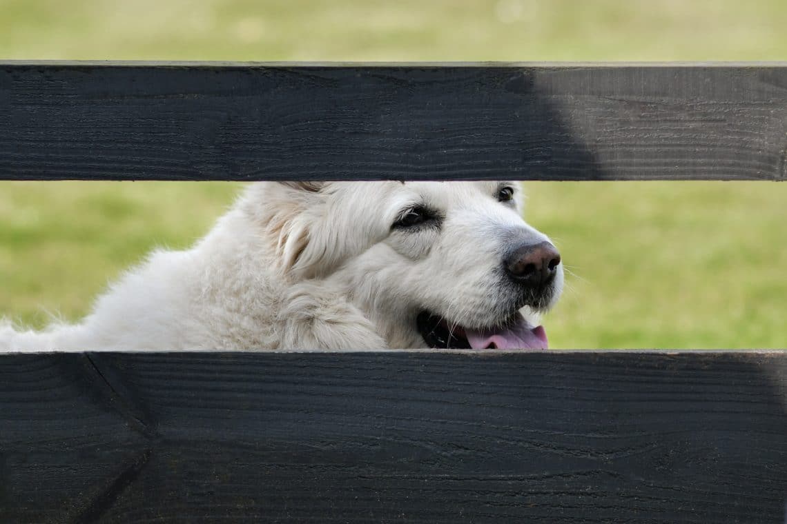 Hund hinter Zaun