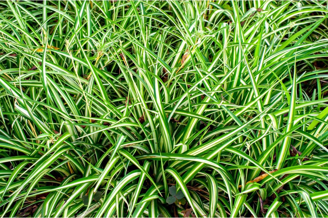Japan-Segge (Carex morrowii "Variegata" und "Aureovariegata")