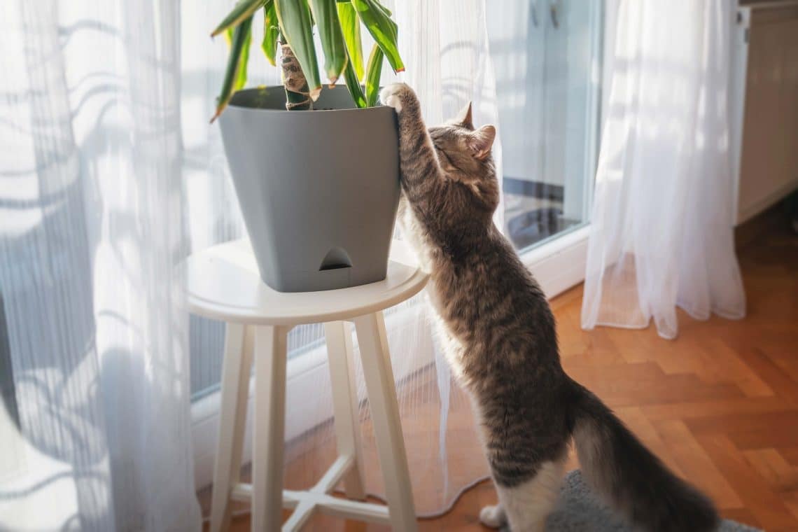 Katze greift nach Zimmerpflanze