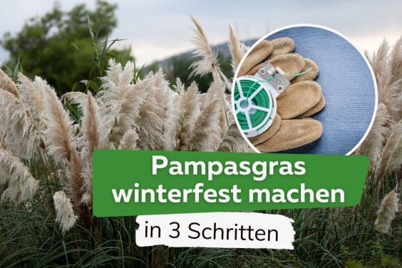 Pampasgras winterfest machen: in drei Schritten