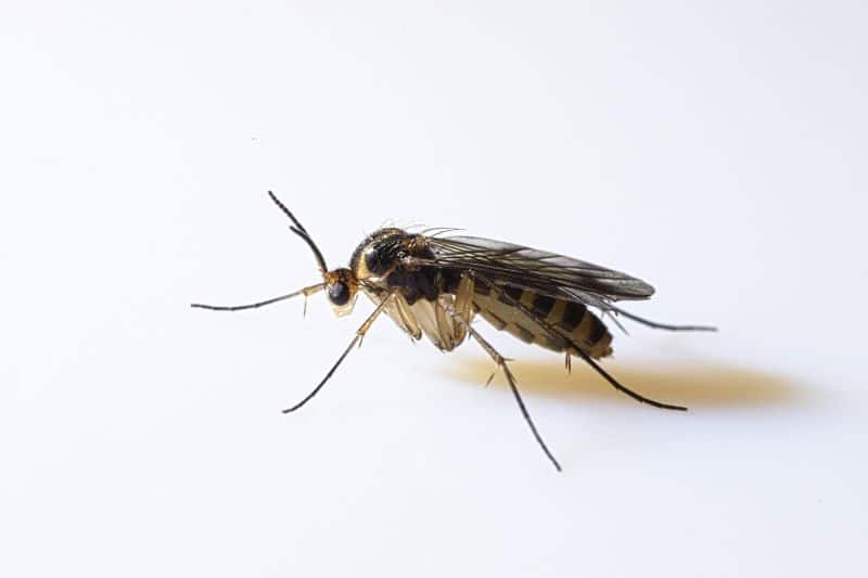 Pilzmücken (Mycetophilidae)