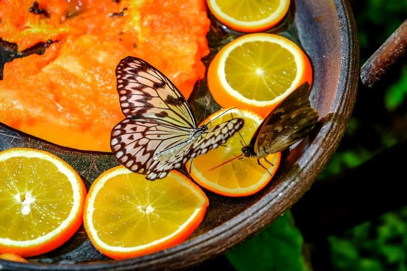 Schmetterling auf Orange