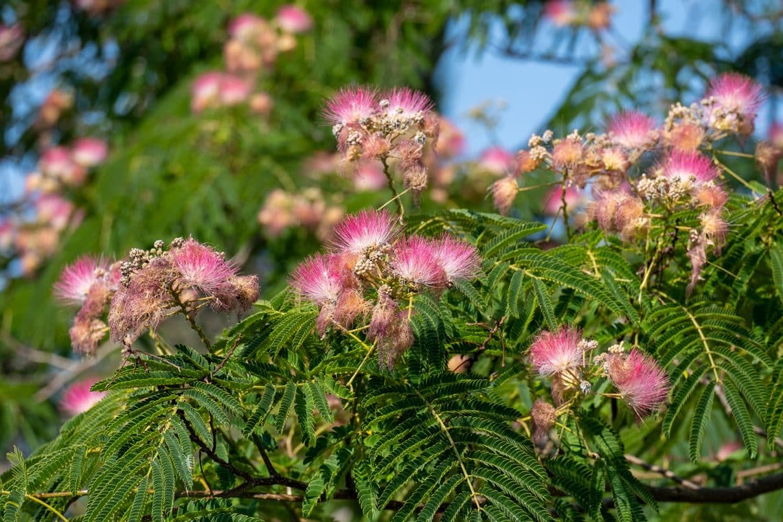 Seidenbaum (Albizia julibrissin)