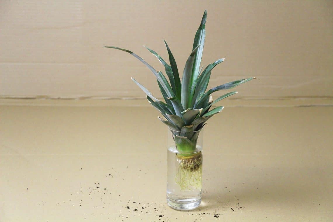 Blattschopf der Zierananas (Ananas comosus) in einem Wasserglas